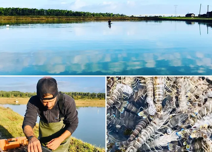 Boinot * Le Château-dʼOléron